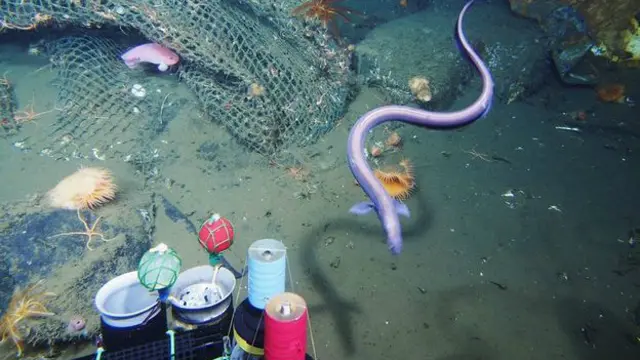 Jaring ikan di kedalaman 745 meter diambil menggunakan alat kendali jarak jauh © JAMSTEC/TEAMS