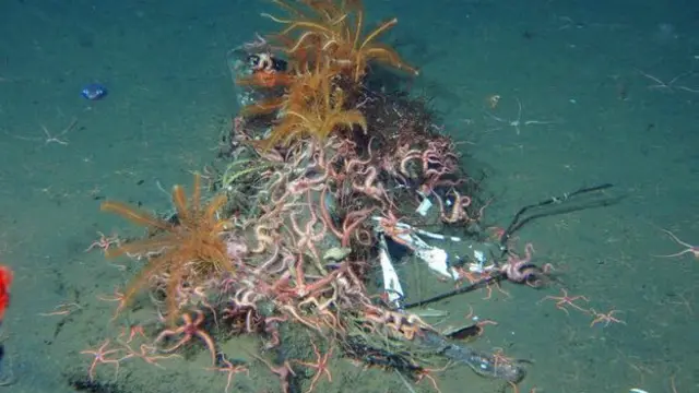 Bintang laut berbulu tumbuh di sampah lautan di kedalaman 500 meter di lepas pantai Tohoku © JAMSTEC/TEAMS