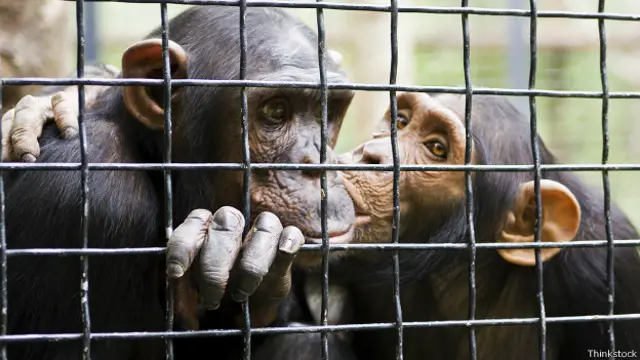 Шипанзе цілуються та обіймаються після сварки