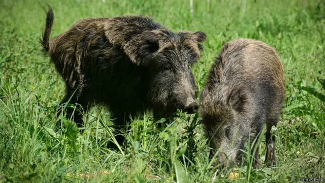 Самка дикого кабана визначає найкращого самця за допомогою нюху