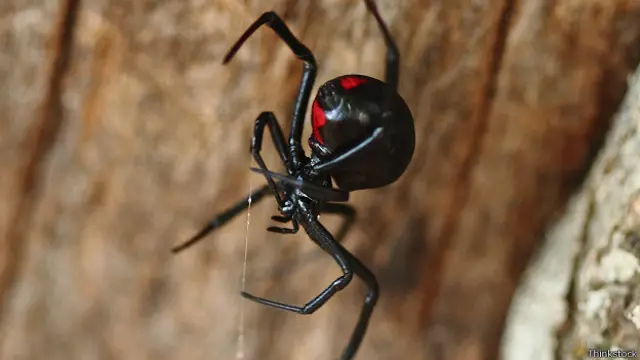 Самець павука "Чорна вдовиця" за запахом визначає, коли наблизитися до самки небезпечно