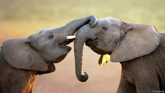 Слони обіймаються хоботами