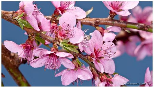 Jambu blossom 2024