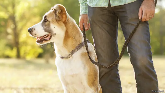 Собака на поводке и ее хозяин