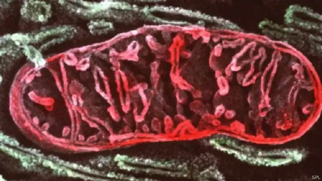 الميتوكوندريا هي هياكل صغيرة تحول الطعام إلى طاقة قابلة للاستعمال للجسم