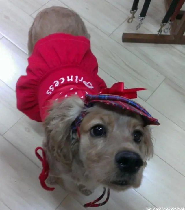 पालतू डॉग