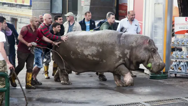 Бегемот Беги