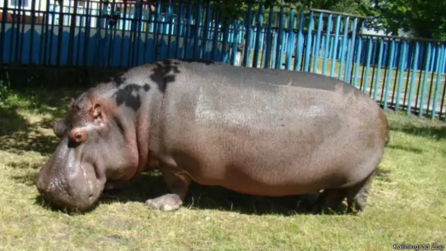 Мариуполь топтарындағы жезөкшелер Порнодан тамақ ішу