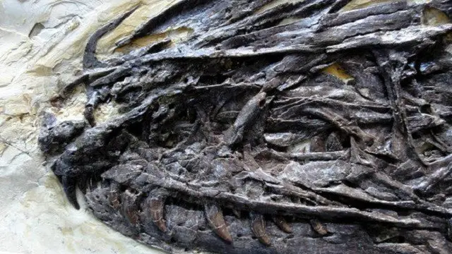 வெலாசிரப்டர் இனத்திற்கு முன்னோடியாக இந்த டைனோசர் இருந்திருக்கலாம். 