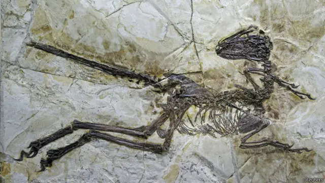 發現在中國遼寧的振元龍化石，保存完好