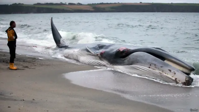 Голова выброшенного на британское побережье кита, автоматически становится собственностью короля, а хвост - собственностью королевы
