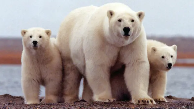 تحقیقات جدید نشان میدهد که خرسهای قطبی در شرایط آب و هوایی گرمتر و در هنگام کمبود غذا، گرسنگی میکشند