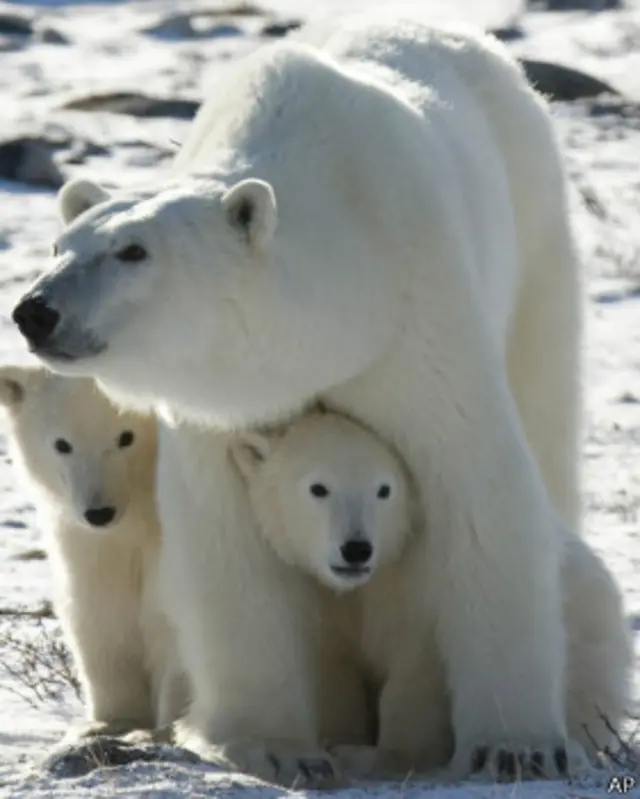 در سال ۲۰۰۸، خرسهای قطبی در آمریکا به عنوان گونههای در معرض خطر معرفی شدند