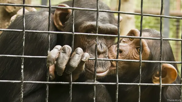 Шимпанзе целует другого
