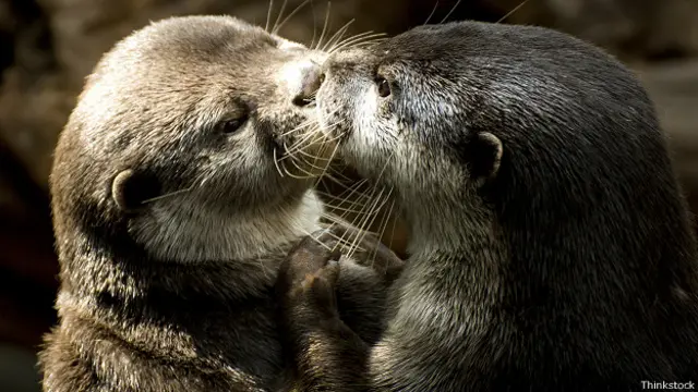 Выдры целуются