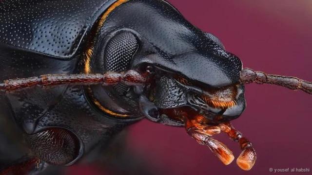 سائنسی آلات سے لیس کیڑے ڈرونز کے متبادل ہو سکتے ہیں