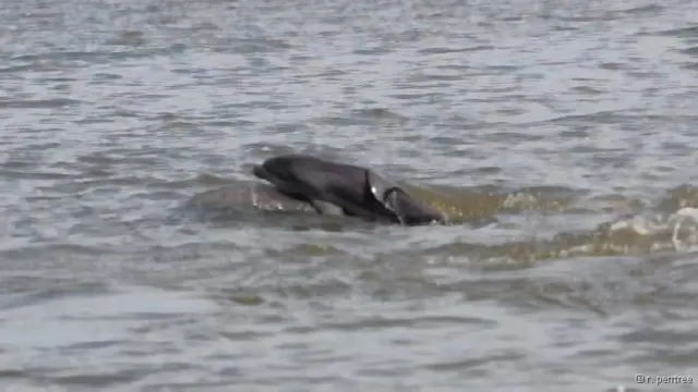 Mãe tenta repetidamente erguer filhote para fora da água para protegê-lo