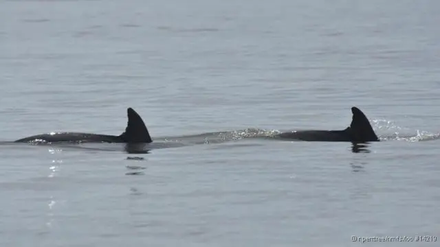 Perseguição à fêmea e filhote durou quase duas horas