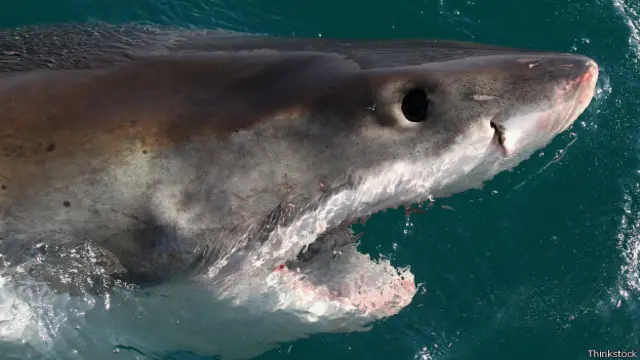 Animais têm sentidos aguçados de olfato, paladar, audição e visão