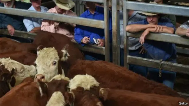 澳大利亞將有望向中國出口肉牛,賺取高額外匯