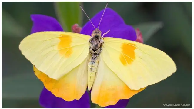 ’شاہی تتلیاں اپنا سفر پہلے سے مقرر کردہ اور تیز ترین راستے کے ذریعے کرتی ہیں‘