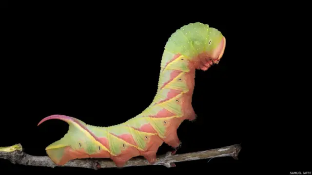 Sphinx chersis, фото Сэмюэля Джаффе