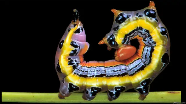 Dasylophia anguina, фото Сэмюэля Джаффе