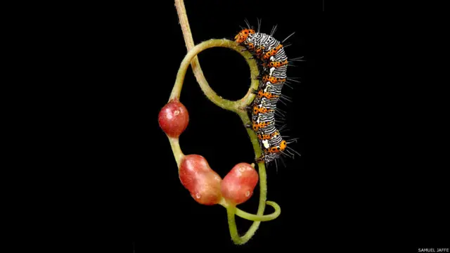 Alypia octomaculata, фото Сэмюэля Джаффе