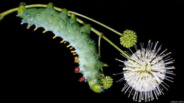 Hyalophora cecropia, фото Сэмюэля Джаффе