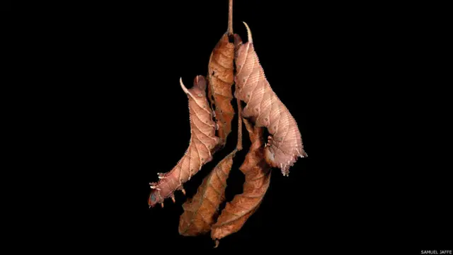 Ceratomia amyntor, фото Сэмюэля Джаффе