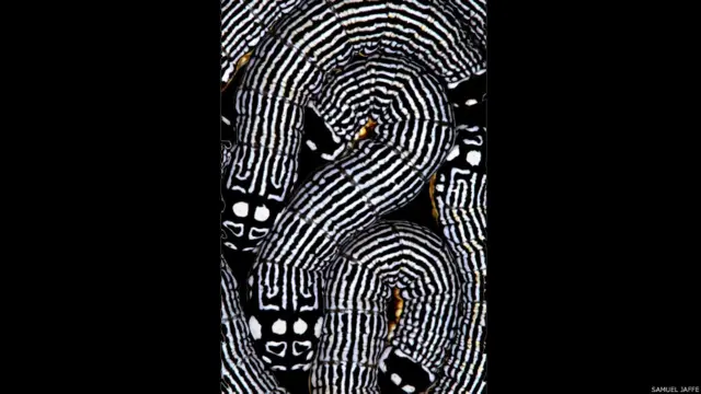 Phosphila turbulenta, фото Сэмюэля Джаффе