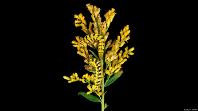 Schinia nundina, фото Сэмюэля Джаффе