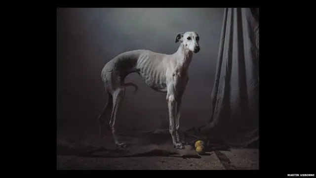 برطانوی فوٹو گرافر مارٹن اوزبورن کی کتاب میں سپین میں ہزاروں شکاری کتوں کی حالتِ زار بیان کی گئی ہے جنھیں خرگوش کے شکار کا موسم ختم ہونے کے بعد بے گھر کر دیا جاتا ہے یا مار دیا جاتا ہے۔ 