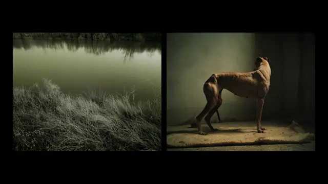 اوزبورن نے خیراتی اداروں کی جانب سے بچائے جانے والے ایسے شکاری کتوں کی تصاویر بنانے پر دو برس کام کیا۔ انھوں نے ان لاوارث شکاری کتوں کی تصاویر اس ماحول میں بنائیں جہاں انھیں چھوڑا جاتا ہے۔ ان میں سے کچھ کتے شکار کا سیزن ختم ہو جانے کے بعد دریاؤں میں ڈوب گئے۔