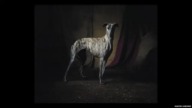 اگرچہ شکاری مختلف نسلوں کے کتوں کی مدد سے شکار کرتے ہیں لیکن شکاری کتوں میں سب زیادہ گرے ہونڈ نسل کے گیکگوس نامی کتے مشہور ہیں جو اپنی چستی اور رفتار کی وجہ سے معروف ہیں۔