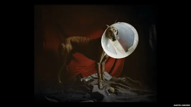 ایسے لاوارث کتوں کو عام طور پر گہری گھاٹیوں، دریا کے کناروں، خالی کار پارکنگ اور سٹرکوں پر چھوڑا جاتا ہے۔ اس تصویر میں ایک زخمی کتا دیکھا جا سکتا ہے جس کی ٹانگ کار حادثے میں ٹوٹ گئی تھی۔