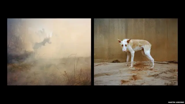 پوڈینکوس نامی ایک اور نسل کے کتوں کو پہاڑی علاقوں میں شکار کے لیے استعمال کیا جاتا ہے۔