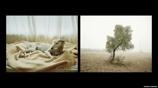 مارٹن اوزبورن کا کہنا ہے ’بری کارکردگی کا مظاہرہ کرنے والے شکاری کتوں کو سزا کے طور پر درختوں کے ساتھ اس طرح لٹکایا جاتا ہے کہ ان کے پاؤں زمین کو چھو رہے ہوتے ہیں۔‘