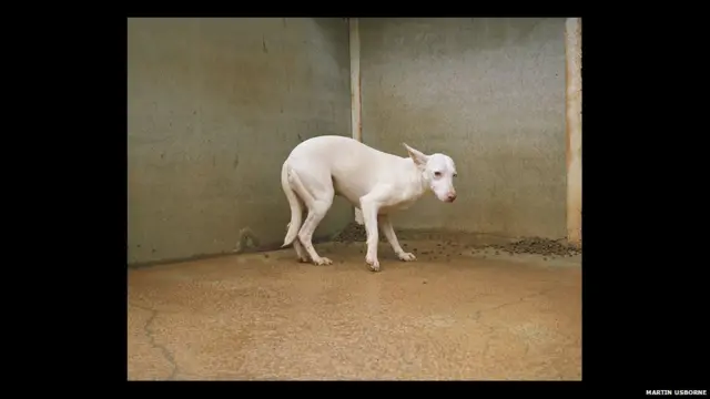 ’تصویر اتارتے وقت زیادہ تر کتے پریشان تھے اور ان میں سے زیادہ تر کتوں کی تصاویر ریسکیو سینٹرز میں لی گئیں۔‘