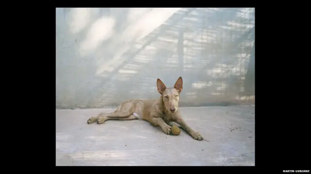 جب یہ کتے بوڑھے اور شکار کرنے میں سست ہو جاتے ہیں تو انھیں لاوارث چھوڑ دیا جاتا ہے۔