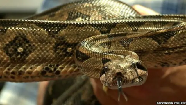 Ao contrário do que se pensava, as vítimas das  jiboias não são mortas por sufocamento