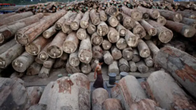 သစ်တွေ ကတော့ မြန်မာပြည် အနောက်ဘက် ကနေ အလာ များတယ်လို့ ပြောပါတယ်