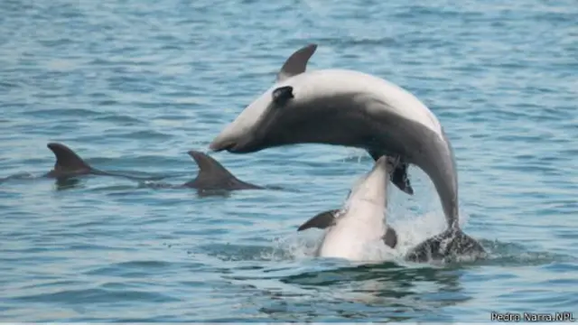 ليست لدينا معلومات كافية عن المرات التي تحاول فيها ذكور الدلافين قتل الصغار