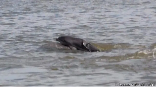 تحاول الأم رفع وليدها إلى سطح الماء حتى يتمكن من التنفس