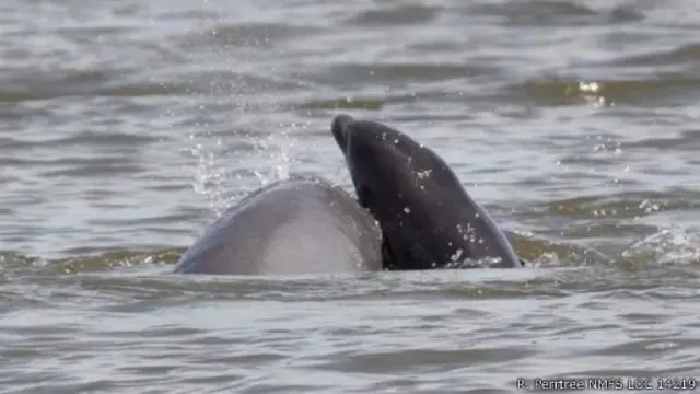 شوهد ذكرا دولفين وهما يحومان بالقرب من الأم قبل ساعة ونصف الساعة من الولادة، وكانا يتعقبانها استعداداً لقتل الوليد