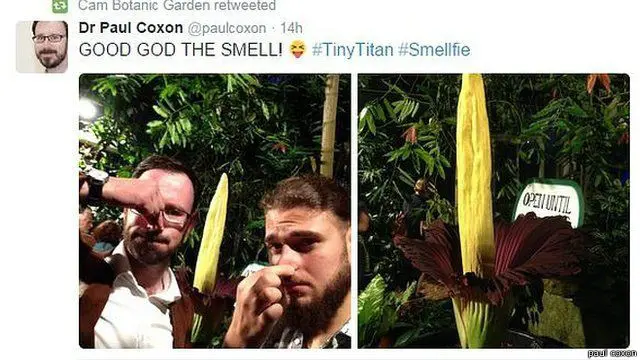 titan arum