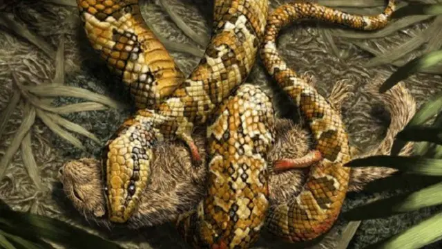 Diharapkan penemuan ini menjadi bukti ular mengalami evolusi di daratan