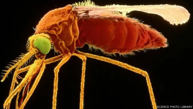 الملاريا مرض ينتج عن طفيل قاتل تنقله إناث البعوض من النوع أنوفيلس