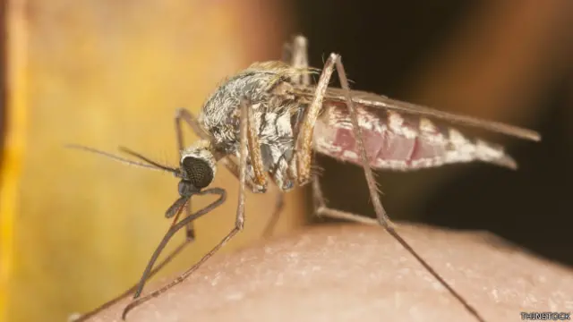 La malaria es provocada por la picadura de un mosquito.