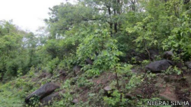 झारखंड के जंगल (फाइल फोटो)